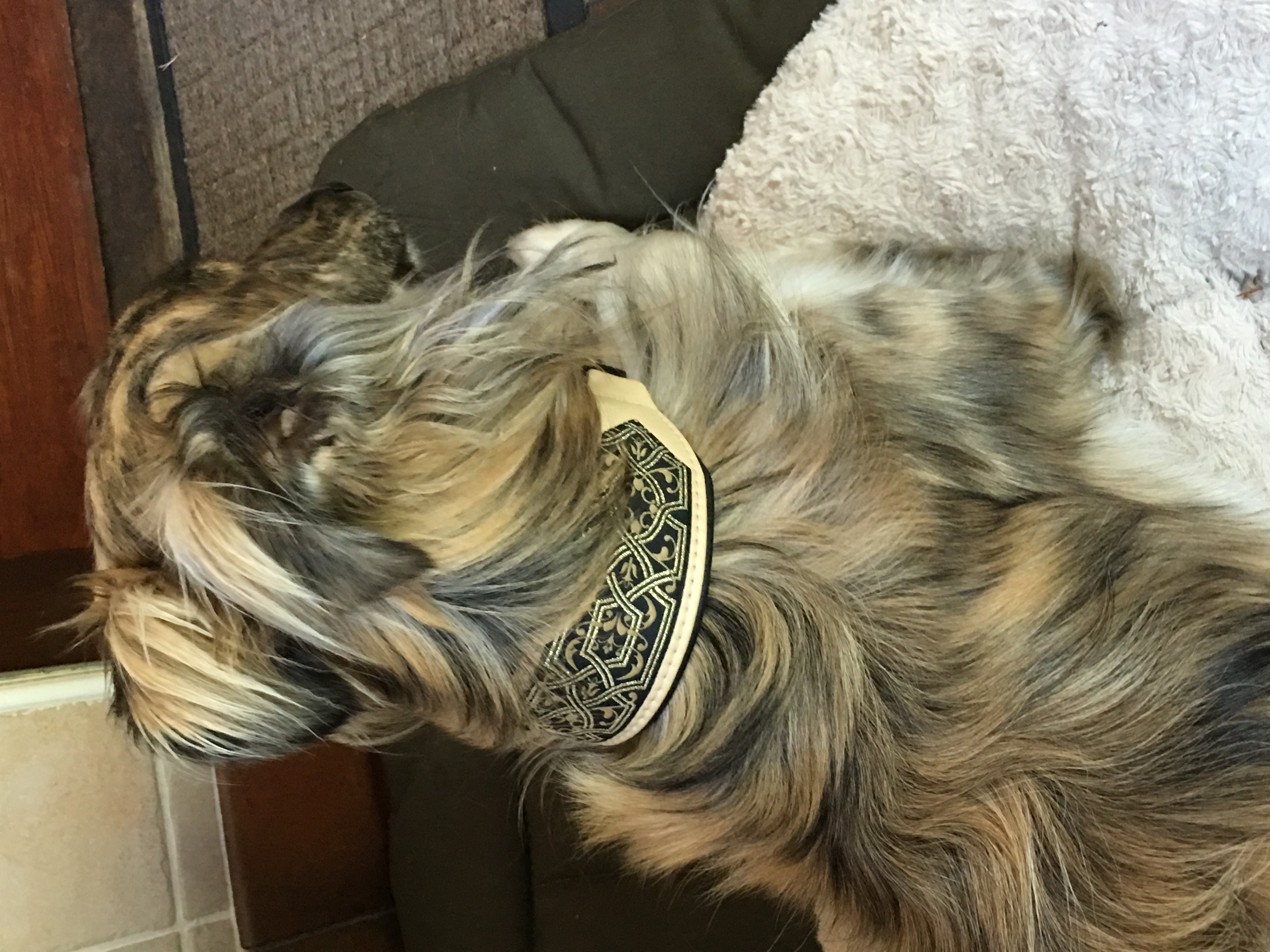 Darcy - Golden Elegance