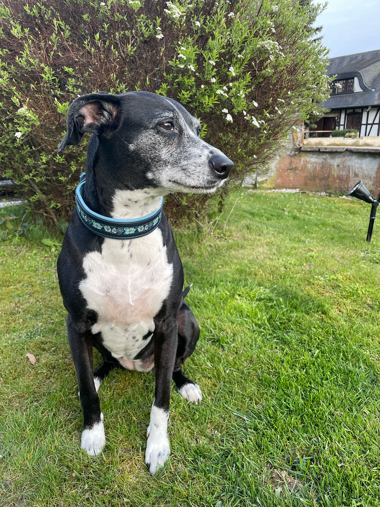 Leni - Zarte Hibiskusblüte