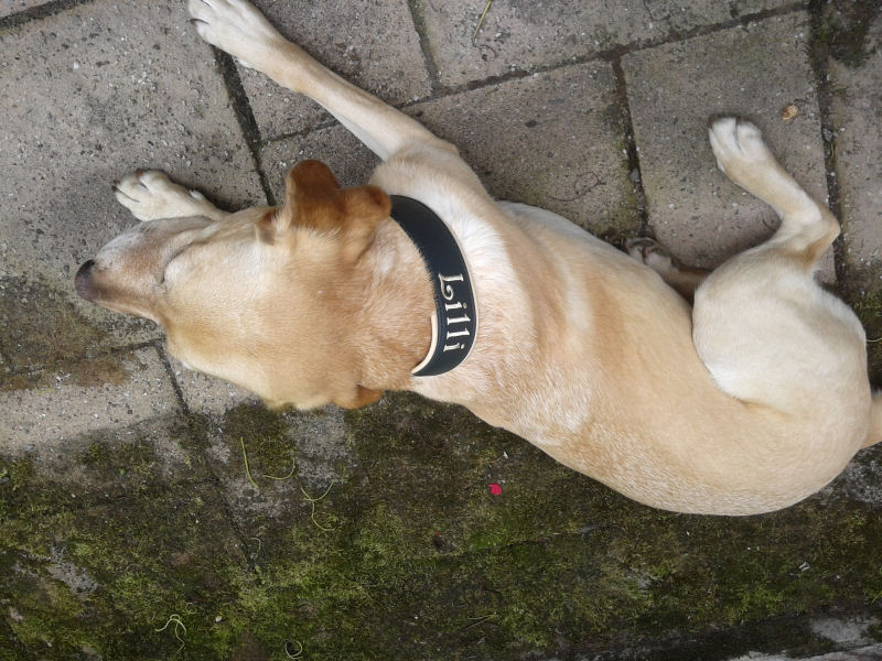 Lilly - Namenshalsband