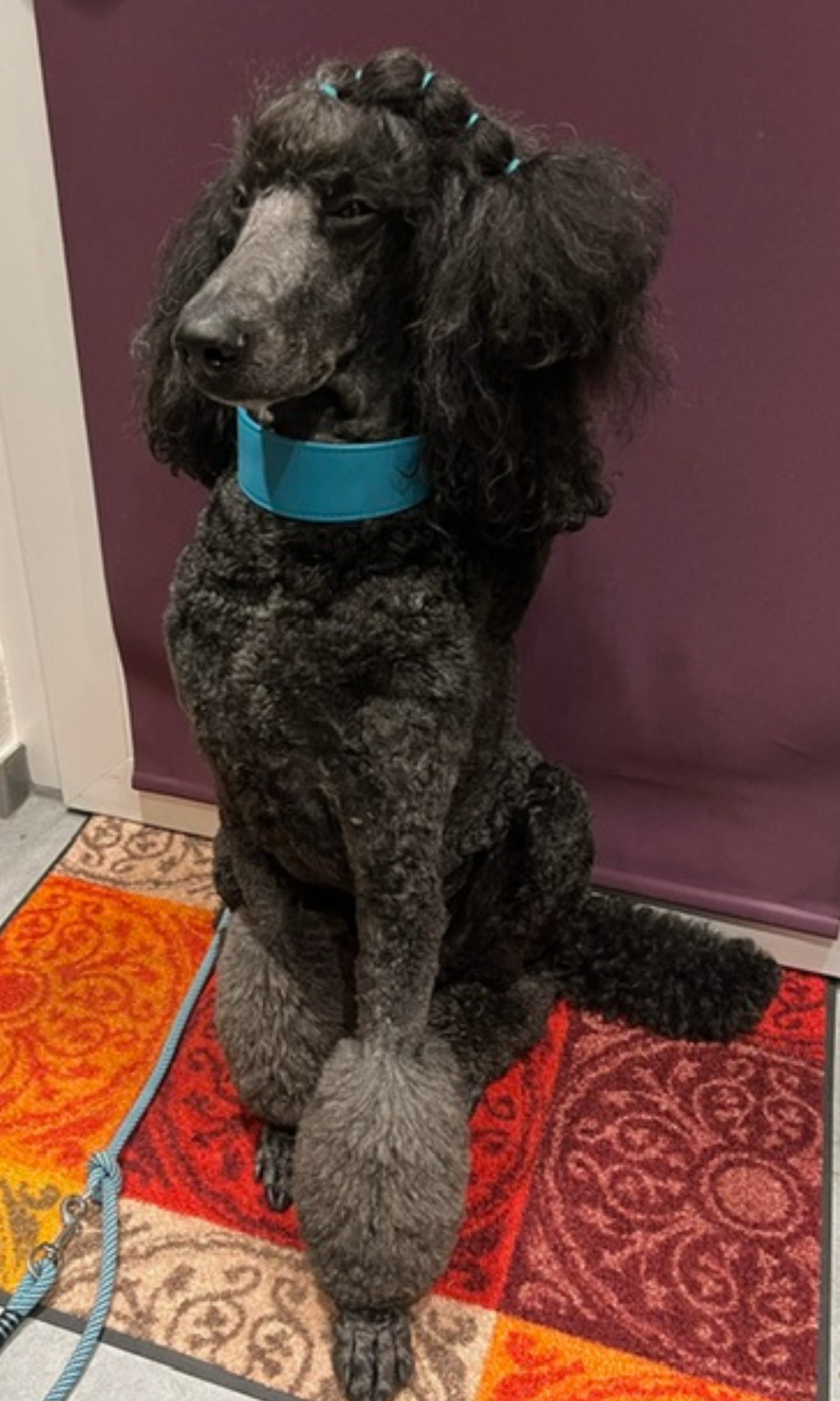 Basic - Dunkel Türkis