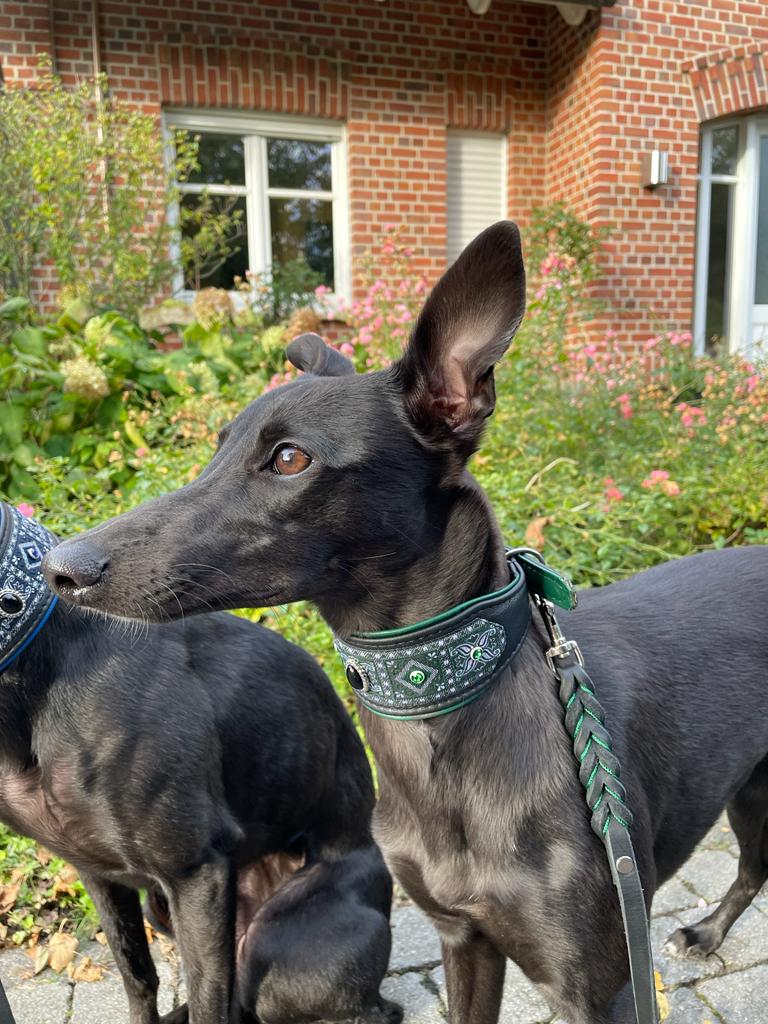 Noblesse Petit - Green