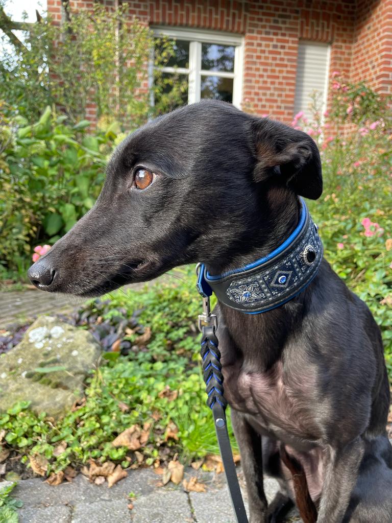 Noblesse Petit - Blue