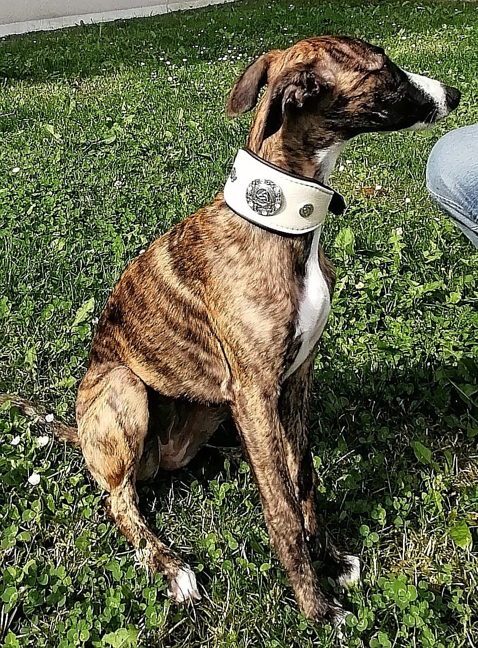 Tinkerbell - Odins Schutz