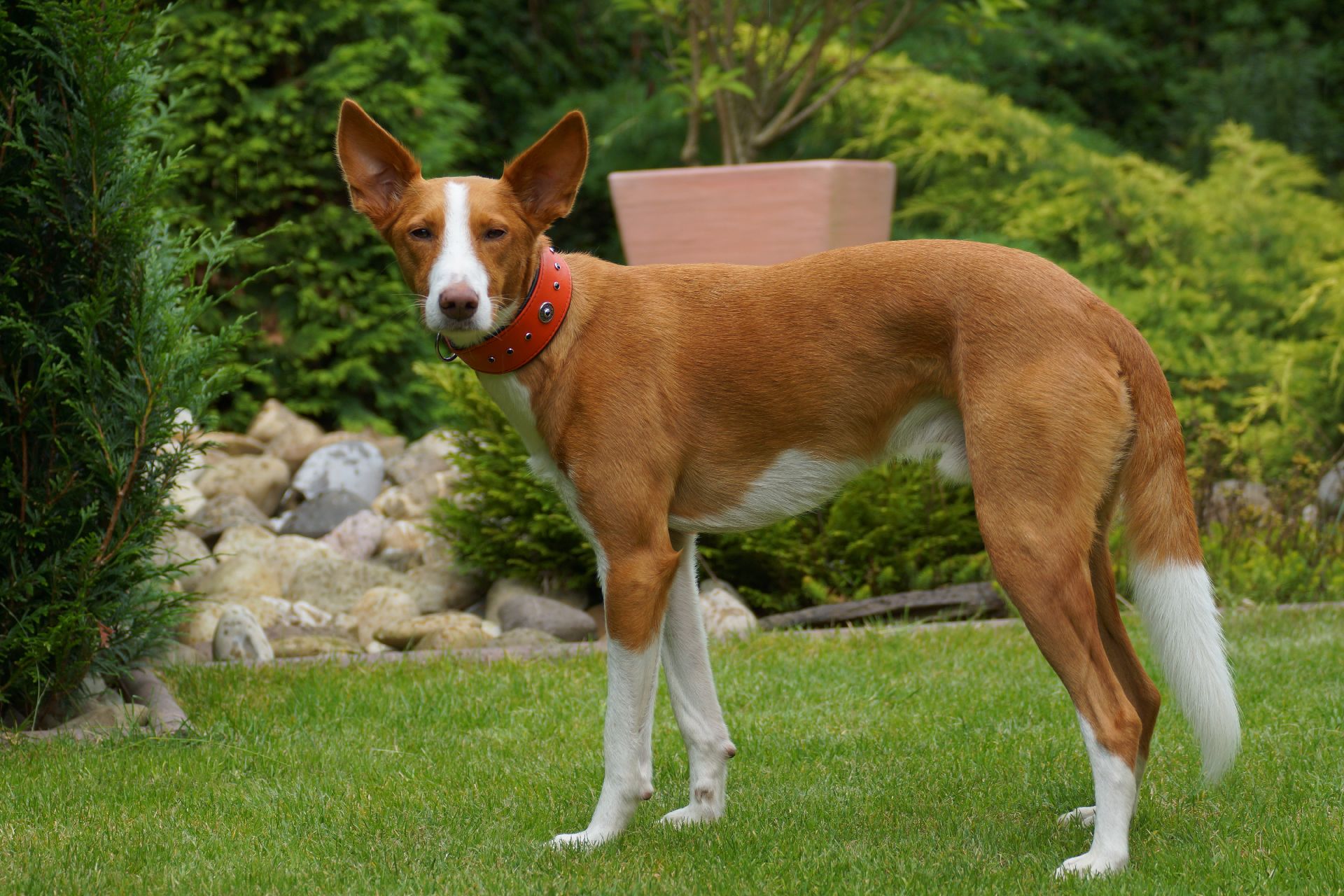 Max