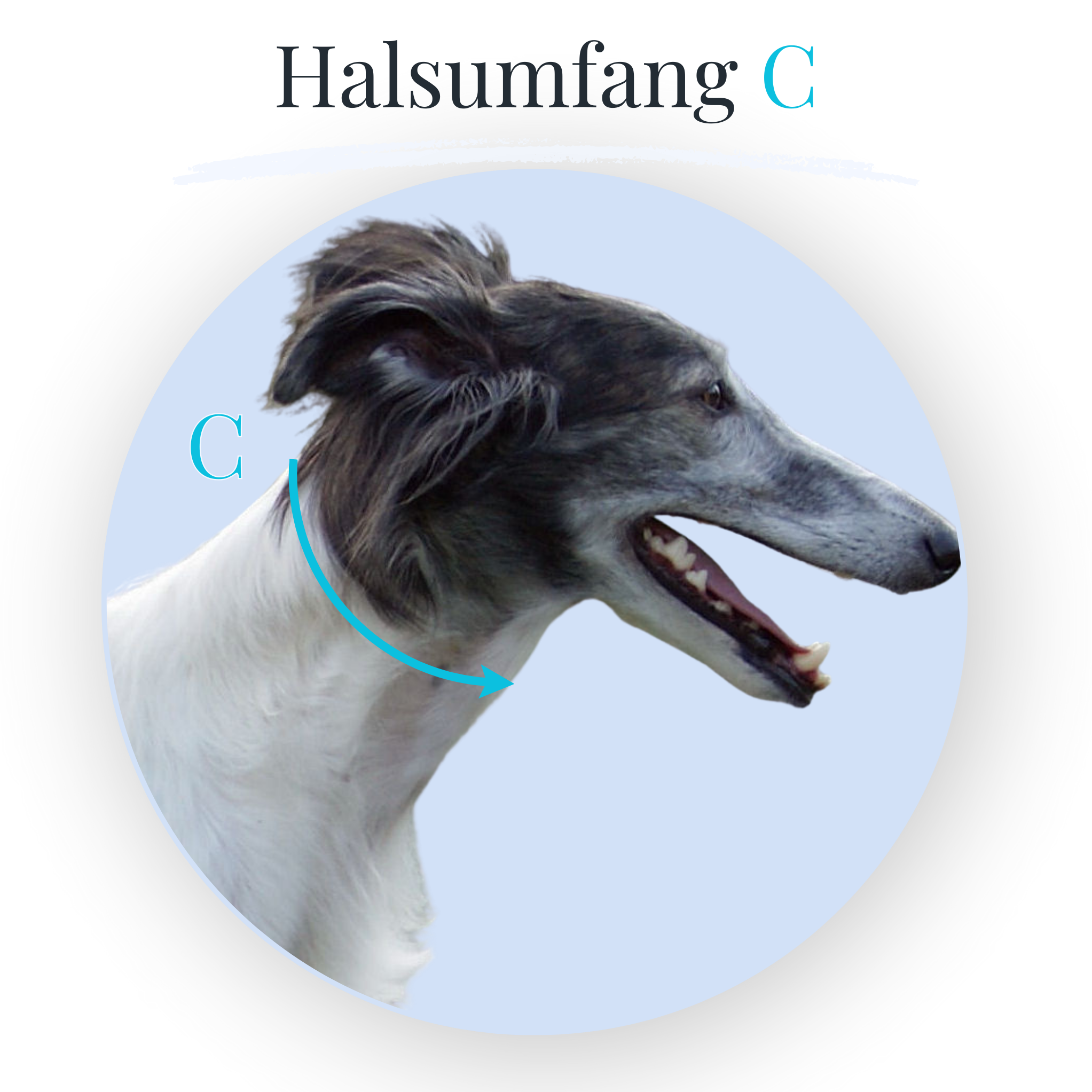 Messen Schnallenhalsband