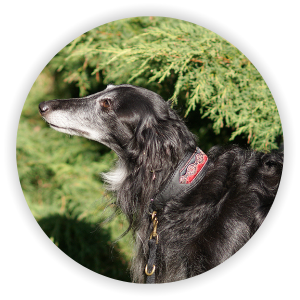 Silken Windhound mit Windhundhalsband